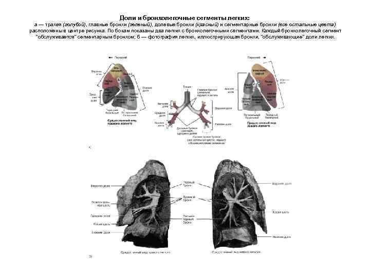 Доли и бронхолегочные сегменты легких: а — трахея (голубой), главные бронхи (зеленый), долевые бронхи