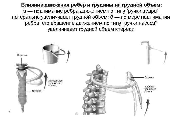 Влияние движения ребер и грудины на грудной объем: а — поднимание ребра движением по