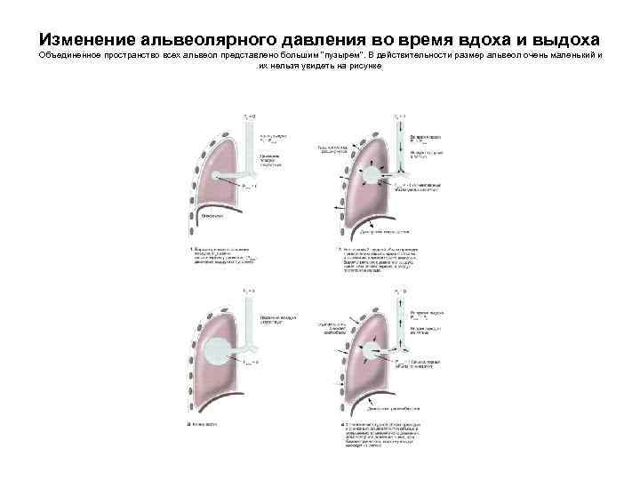 Изменение альвеолярного давления во время вдоха и выдоха Объединенное пространство всех альвеол представлено большим