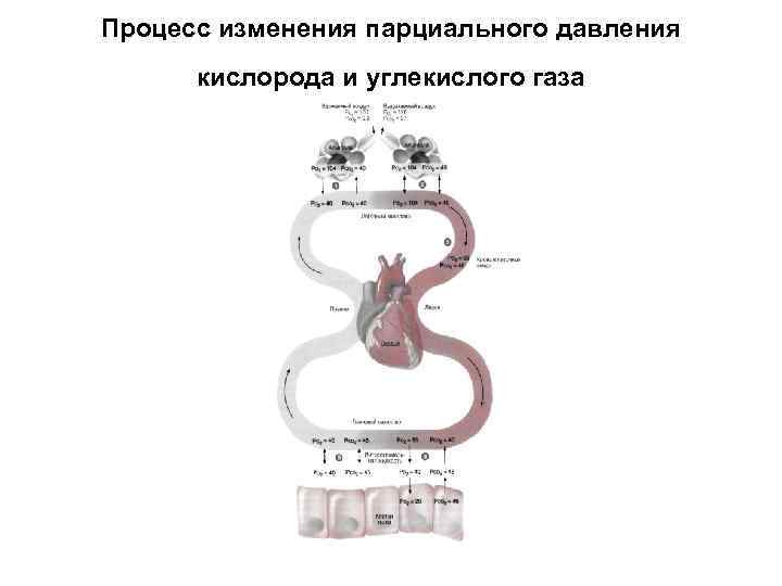 Процесс изменения парциального давления кислорода и углекислого газа 