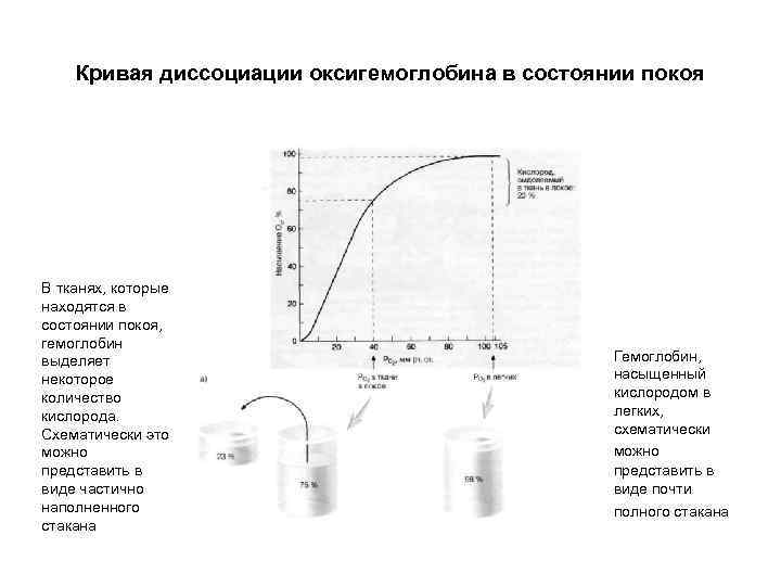 Кривая диссоциации оксигемоглобина в состоянии покоя В тканях, которые находятся в состоянии покоя, гемоглобин