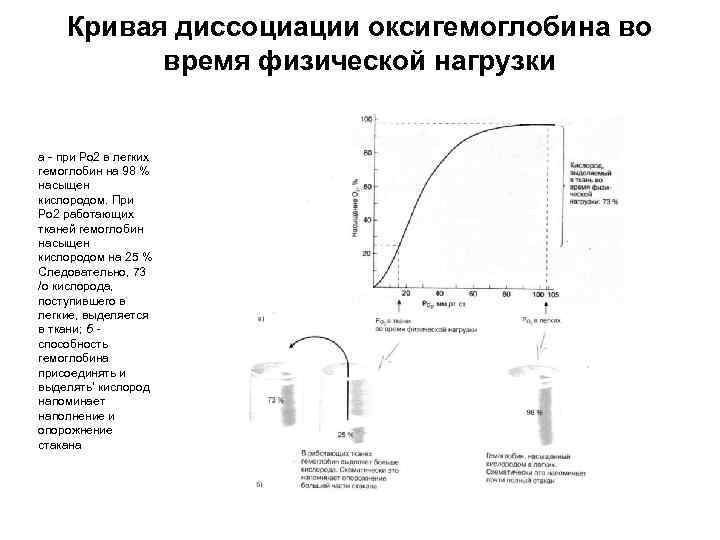 Кривая диссоциации оксигемоглобина во время физической нагрузки а - при Ро 2 в легких