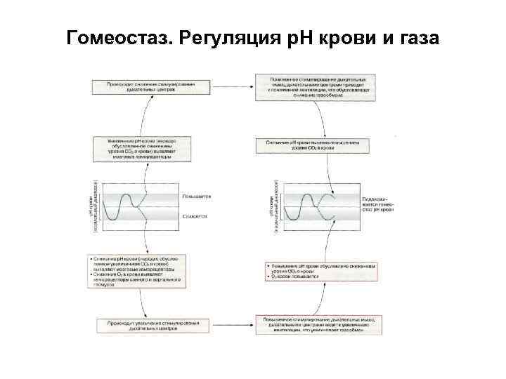 Гомеостаз. Регуляция р. Н крови и газа 