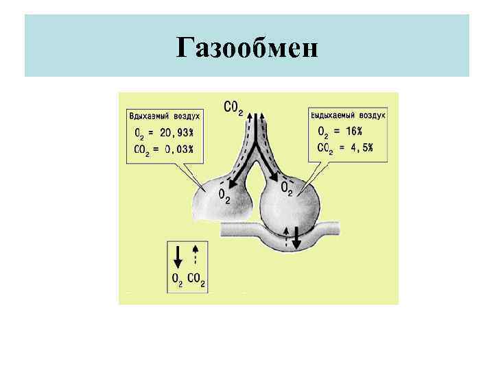 Газообмен 