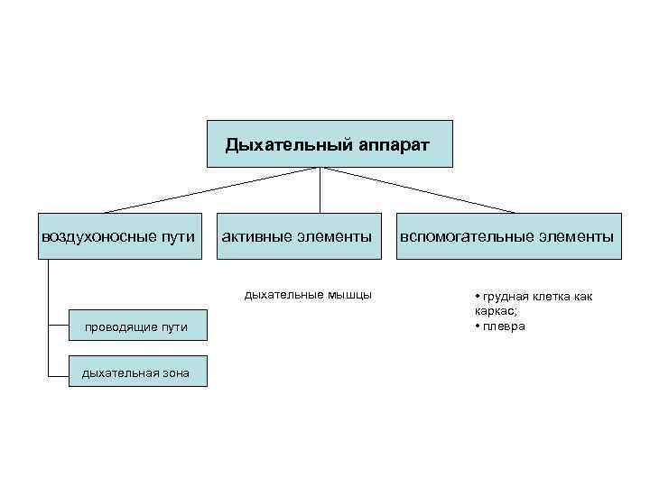 Дыхательный аппарат воздухоносные пути активные элементы дыхательные мышцы проводящие пути дыхательная зона вспомогательные элементы