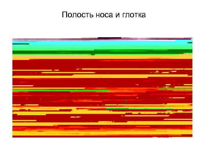 Полость носа и глотка 