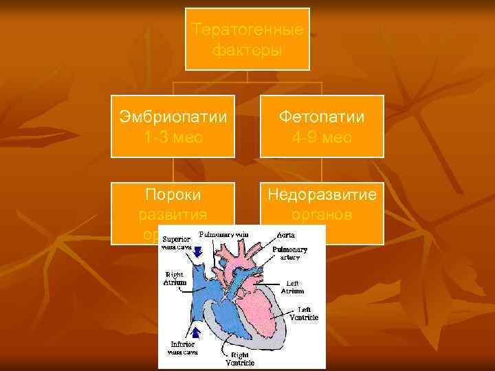 Тератогенные факторы Эмбриопатии 1 -3 мес Фетопатии 4 -9 мес Пороки развития органов Недоразвитие