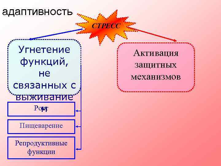 адаптивность СТРЕСС Угнетение функций, не связанных с выживание Рост м Пищеварение Репродуктивные функции Активация