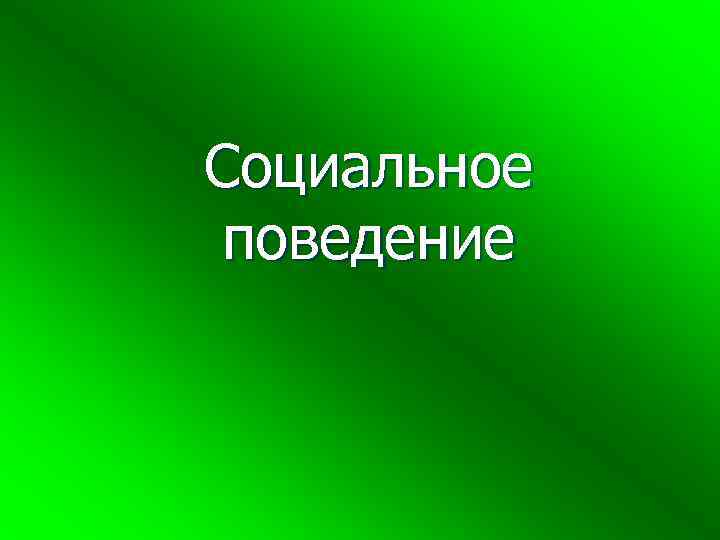 Социальное поведение 