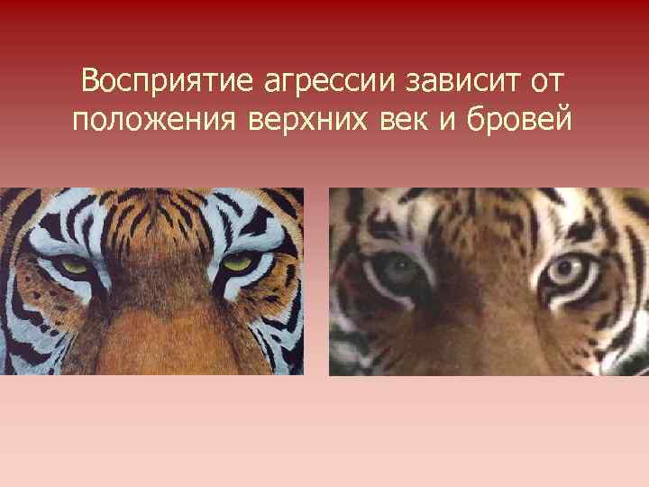 Восприятие агрессии зависит от положения верхних век и бровей 