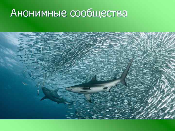 Анонимные сообщества 