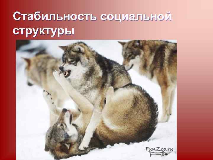 Стабильность социальной структуры 