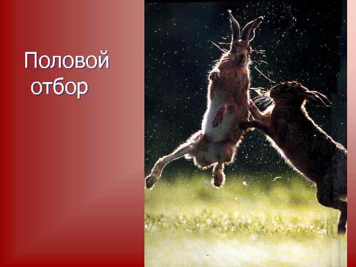  Половой отбор 