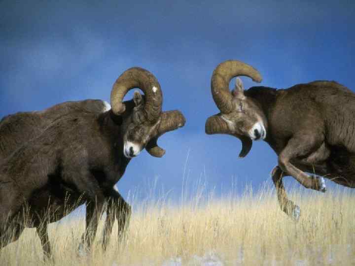  Половой отбор 