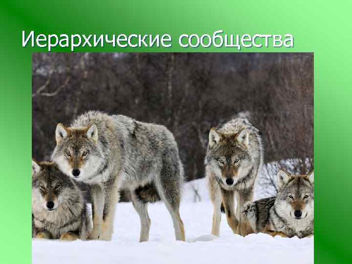 Иерархические сообщества 