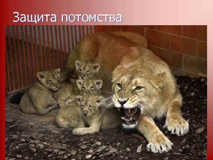 Защита потомства 