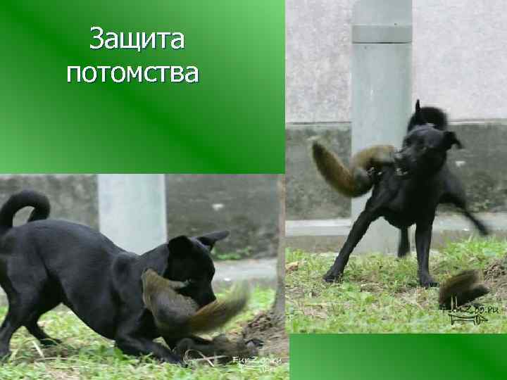  Защита потомства 