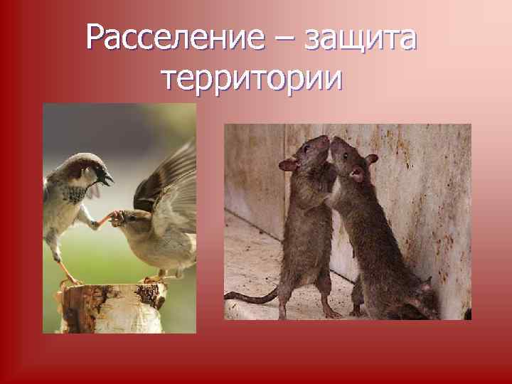 Расселение – защита территории 