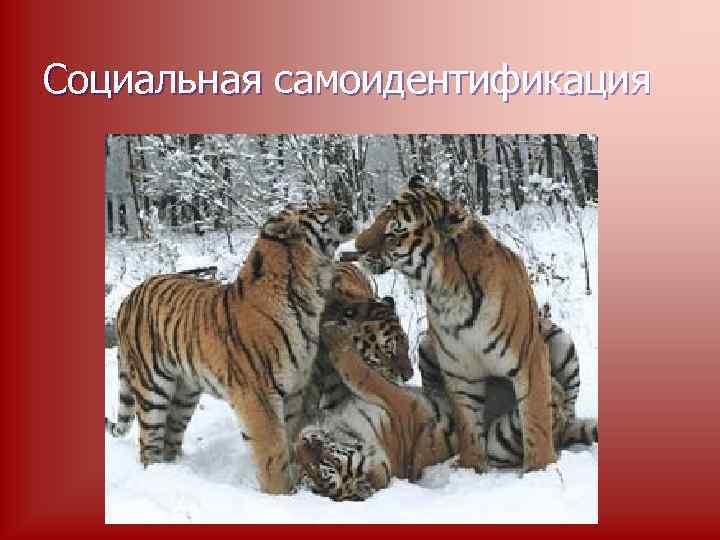 Социальная самоидентификация 