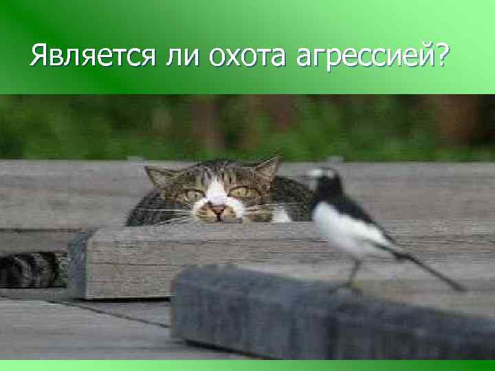 Является ли охота агрессией? 