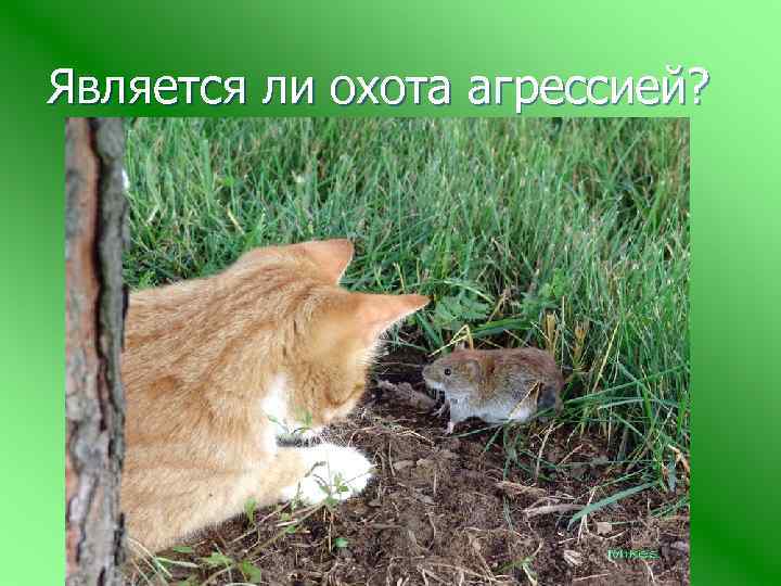 Является ли охота агрессией? 