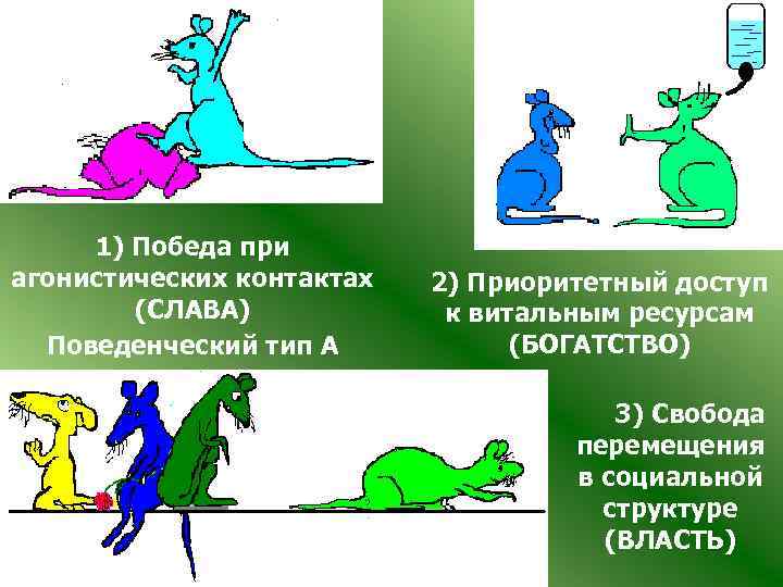 1) Победа при агонистических контактах (СЛАВА) Поведенческий тип А 2) Приоритетный доступ к витальным