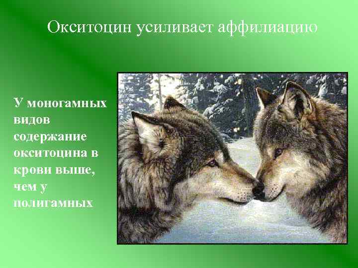 Окситоцин усиливает аффилиацию У моногамных видов содержание окситоцина в крови выше, чем у полигамных