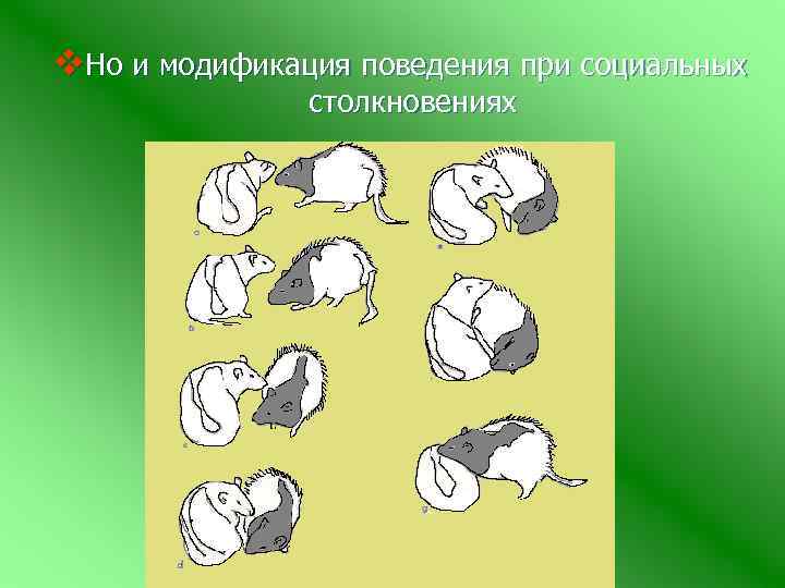 v. Но и модификация поведения при социальных столкновениях 