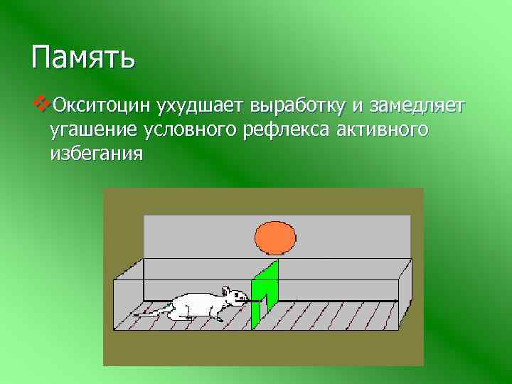 Память v. Окситоцин ухудшает выработку и замедляет угашение условного рефлекса активного избегания 