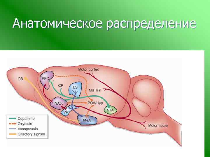 Анатомическое распределение 