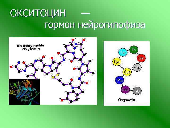 ОКСИТОЦИН — гормон нейрогипофиза 