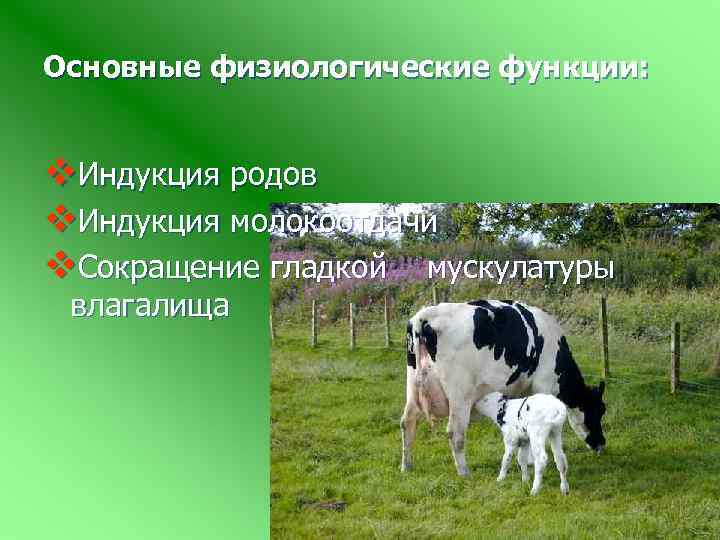 Основные физиологические функции: v. Индукция родов v. Индукция молокоотдачи v. Сокращение гладкой мускулатуры влагалища