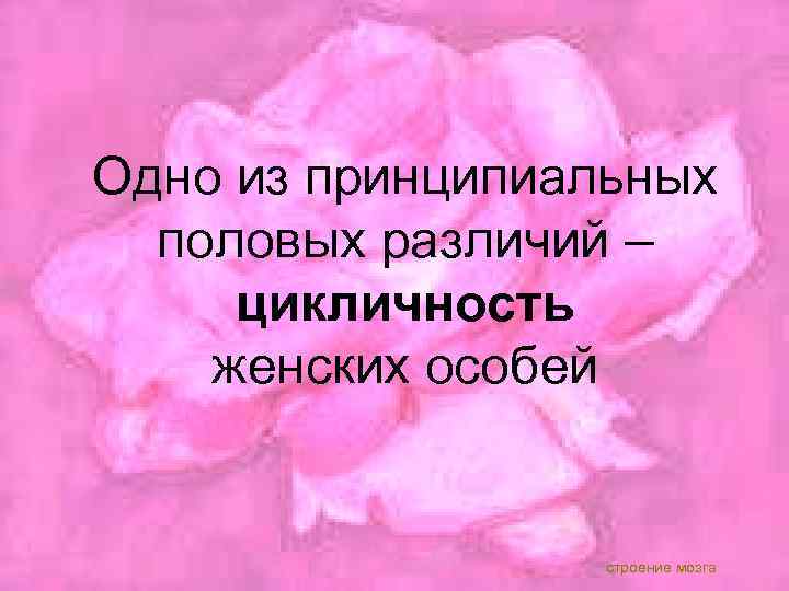 Одно из принципиальных половых различий – цикличность женских особей строение мозга 