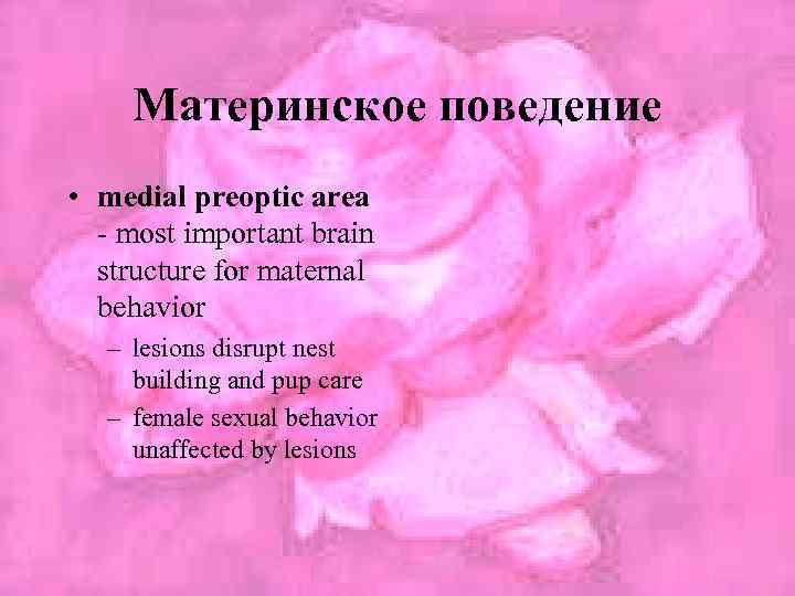 Материнское поведение • medial preoptic area - most important brain structure for maternal behavior