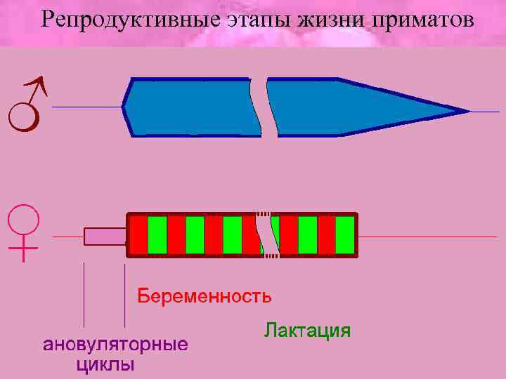 Репродуктивные этапы жизни приматов ♂ ♀ 