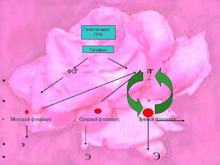 Гипоталамус ГРФ Гипофиз ФСГ ЛГ + • • Молодой фолликул Средний фолликул Зрелый фолликул