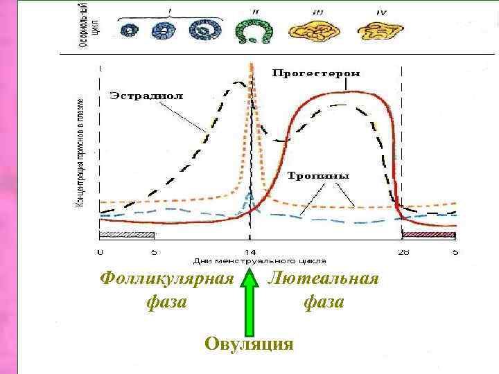 Фолликулярная фаза Лютеальная фаза Овуляция 