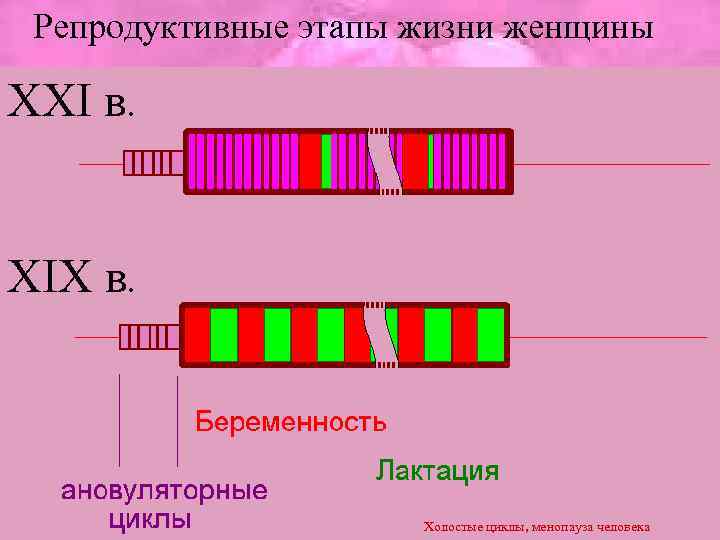 Репродуктивные этапы жизни женщины XXI в. XIX в. Холостые циклы, менопауза человека 