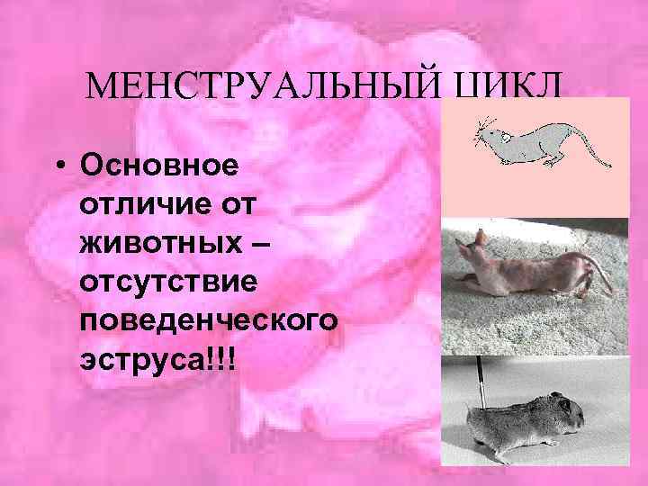 МЕНСТРУАЛЬНЫЙ ЦИКЛ • Основное отличие от животных – отсутствие поведенческого эструса!!! 