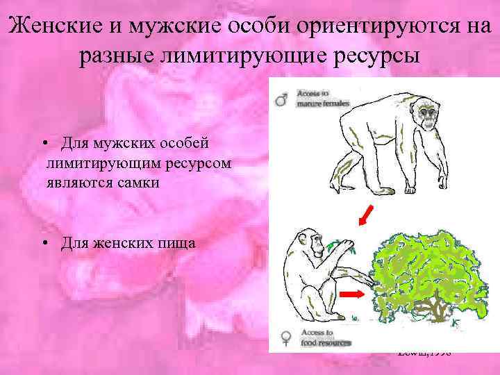 Женские и мужские особи ориентируются на разные лимитирующие ресурсы • Для мужских особей лимитирующим