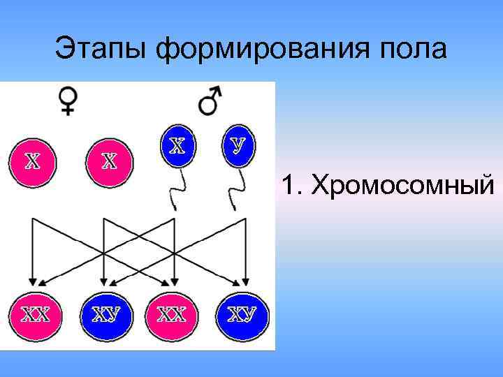 Этапы формирования пола • 1. Хромосомный 