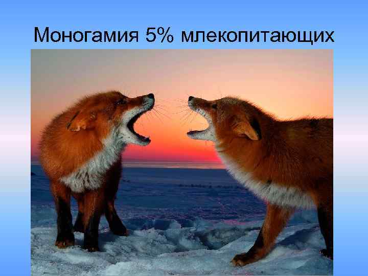 Моногамия 5% млекопитающих 