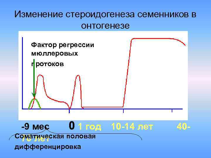 Изменение стероидогенеза семенников в онтогенезе Фактор регрессии мюллеровых протоков -9 мес 0 1 год