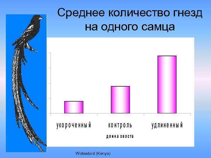 Среднее количество гнезд на одного самца Widowbird (Kenya) 