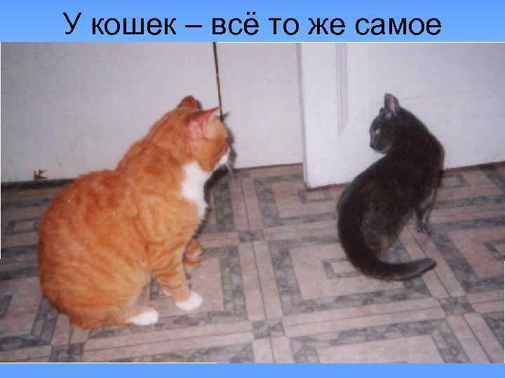 У кошек – всё то же самое 