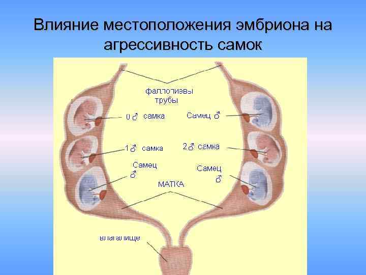 Влияние местоположения эмбриона на агрессивность самок 