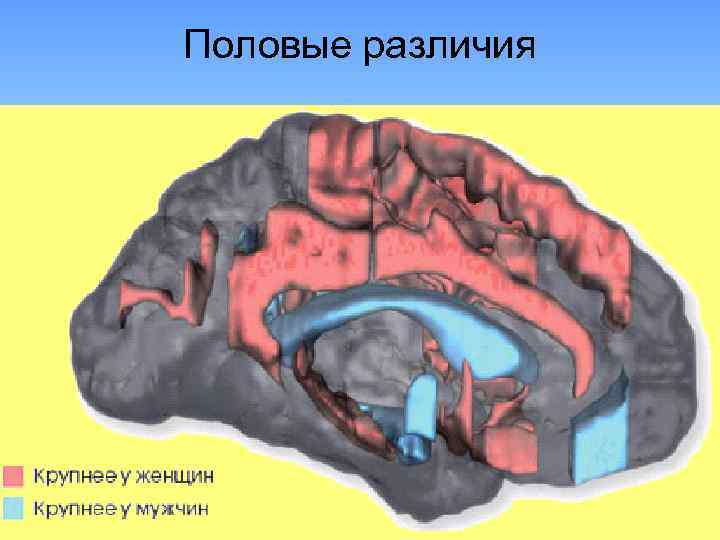 Половые различия 