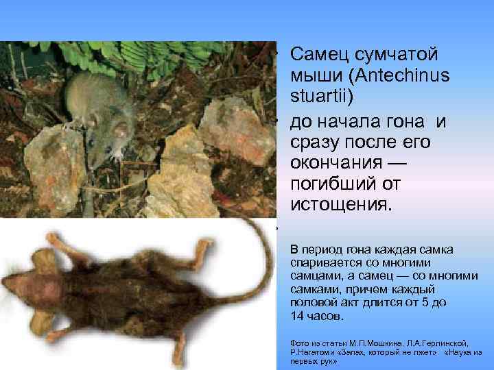  • Самец сумчатой мыши (Antechinus stuartii) • до начала гона и сразу после