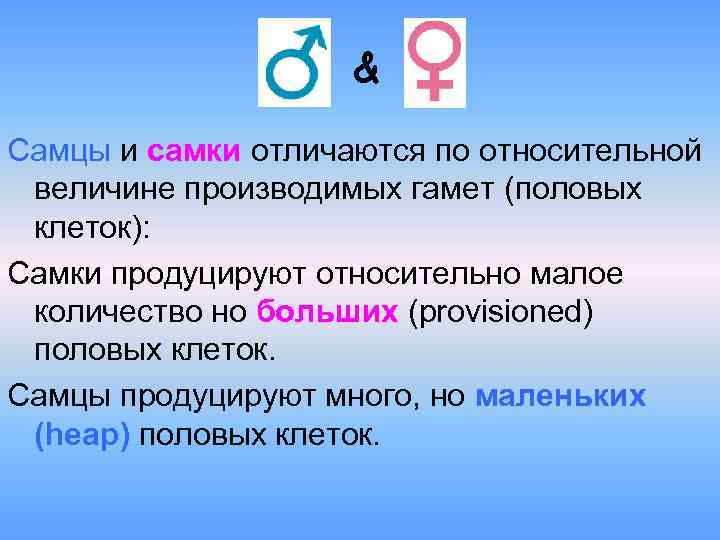 & Самцы и самки отличаются по относительной величине производимых гамет (половых клеток): Самки продуцируют