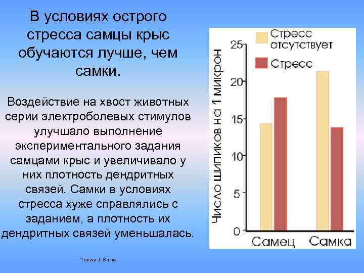 В условиях острого стресса самцы крыс обучаются лучше, чем самки. Воздействие на хвост животных